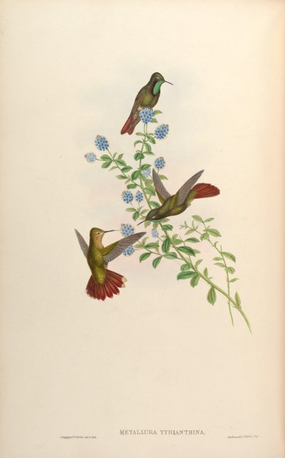 Metallura tyrianthina by John Gould
